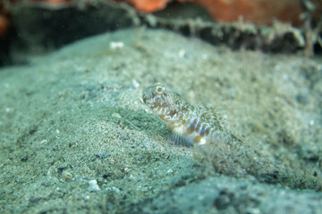 Orangespotted goby at surface of burrow