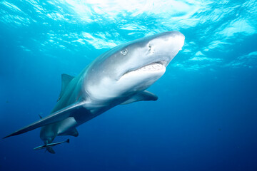 Naklejka premium Lemon shark swimming at the ocean surface