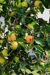 Fruit laden apple tree