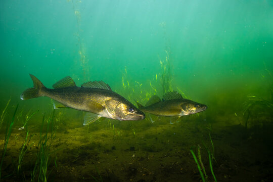 Two walleye at the bottom of a lake