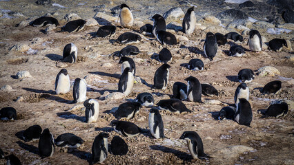 Antarctica penguins