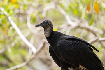 Black vulture closeup in forest