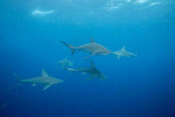 Sandbar shark group swimming in the ocean