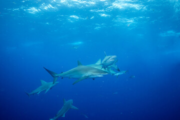 Sandbar shark group swimming in the ocean