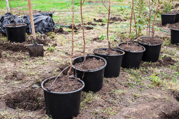 Young tree seedlings in black plastic pots lined up next to a spade, ready to be planted in a garden