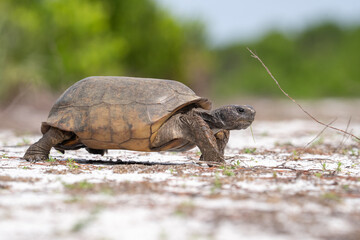 Adult gopher tortise on the move
