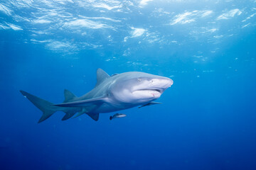 Lemon shark swimming at the ocean surface