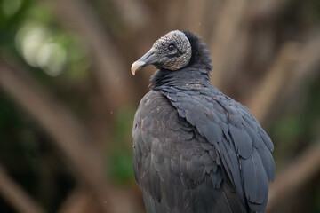 Black vulture standing in grass