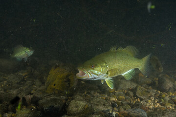 Curious smallmouth bass in creek