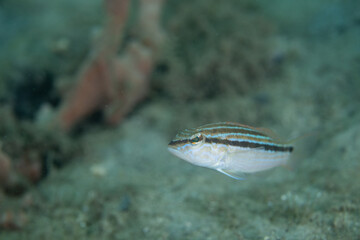 Dwarf sand perch swimming over sandy ocean floor