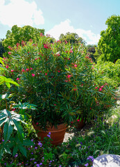 Blühender Oleander im Topf
