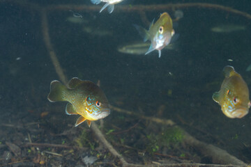 Pumpkinseed sunfish checking out the camera