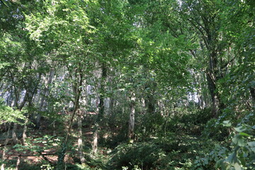 Naklejka premium Green forest view. Green leaved trees, bush and vines