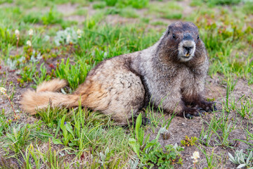 Marmot wild groundhog. Woodchuck rodent. Capybara in the park. Wild animal. Groundhog on lawn. Rodent animal woodchuck. Rodent marmot animal. Wildlife nature. Marmot capybara