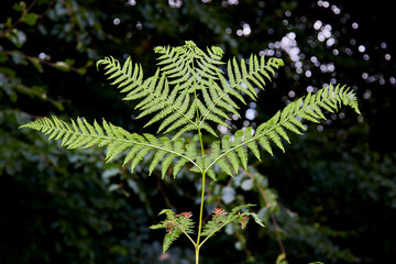 green leaves of a fern in a forest, dark green background