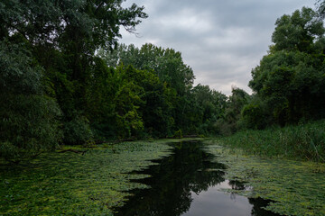 River in the forest. River and trees landscape
