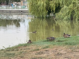 Common ducks resting on the shore of the lake in Yamaguchi Park, Pamplona, with reflections on the calm water.