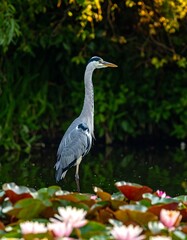 Fototapeta premium Grey heron in a lily pond