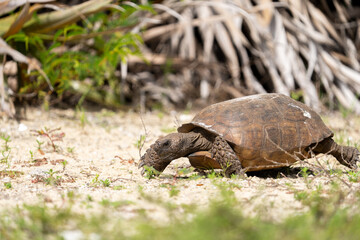 Gopher tortise foraging