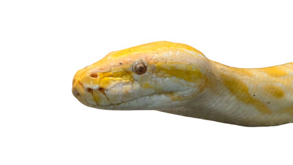 Albino Burmese Python (Python bivittatus) Isolated on a White Background with Copy Text Space. Exotic Snake Species Element for Wildlife Posters, Educational Themes, and Nature-Inspired Designs. PNG 