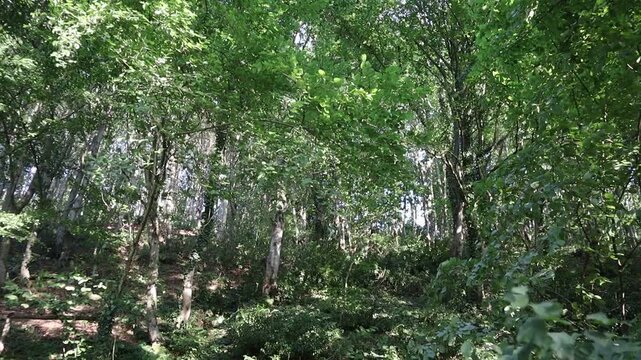 Green forest view. Green leaved trees, bush and vines