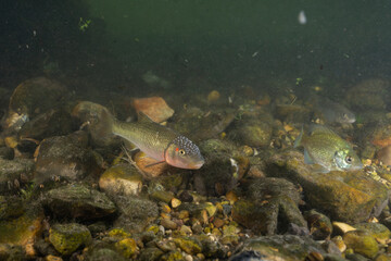 Horny head chub in a rocky creek
