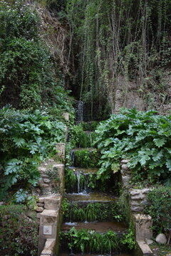stairway to the forest