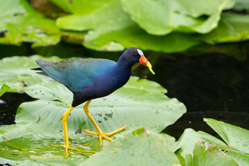 Purple gallinule walking on lilly pads