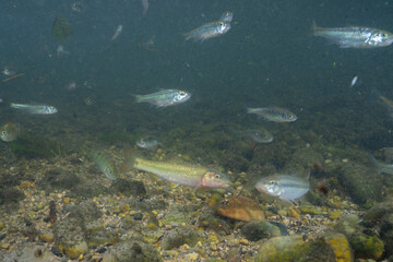 Horny head chub and common shiners in creek