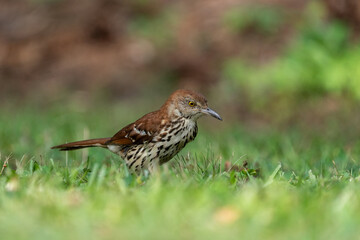 Brown thrasher foraging on the ground