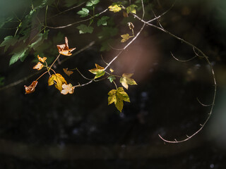 Herbstlaub und Äste