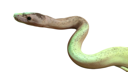 Olive Python (Liasis olivaceus) Isolated on a White Background with Copy Text Space. Large Non-Venomous Snake Element for Wildlife Posters, Educational Themes, and Nature-Inspired Designs. PNG File