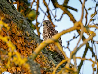 Turmfalke in einem Baum in der Morgensonne
