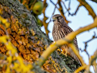 Turmfalke in einer Obstwiese am Morgen