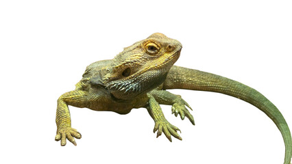 Bearded Dragon (Pogona vitticeps) Isolated on a White Background with Copy Text Space. Reptile Species Element for Wildlife Posters, Educational Themes, and Nature-Inspired Designs. PNG File