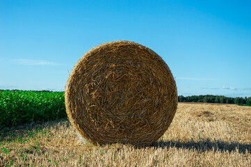 A large round hay bale is set in a golden field, surrounded by a lush green crop under clear blue...