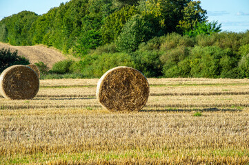 Golden hay bales are scattered across a field, surrounded by lush greenery and blue sky as the sun...