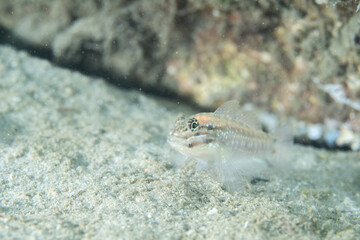 Bridled goby on sandy ocean floor
