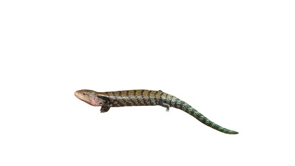 Blue-Tongue Skink (Tiliqua scincoides) Isolated on a White Background with Copy Text Space. Reptile Species Element for Wildlife Posters, Educational Themes, and Nature-Inspired Designs. PNG File