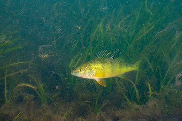 Yellow perch swimming in a lake
