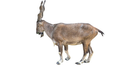 Markhor (Capra falconeri) Pakistan National Animal Isolated on a White Background with Copy Text...