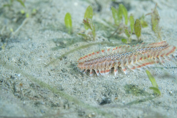 Bearded Fireworm walking at bottom of the ocean