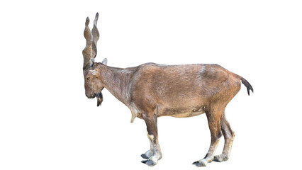 Markhor (Capra falconeri) Pakistan National Animal Isolated on a White Background with Copy Text...