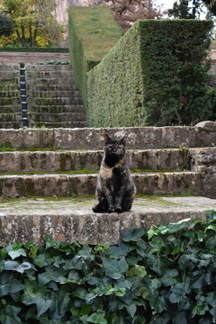 cat on a stone