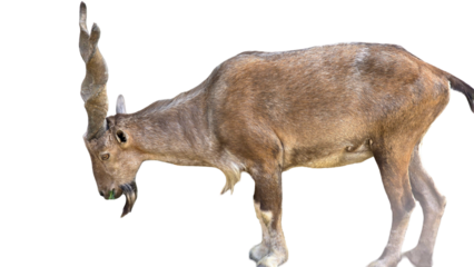 Markhor (Capra falconeri) Pakistan National Animal Isolated on a White Background with Copy Text Space. Iconic Wild Goat Element for Wildlife Posters, Cultural Themes, and Nature-Inspired Designs. PNG