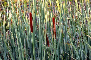 cattail wall