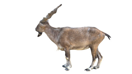 Markhor (Capra falconeri) Pakistan National Animal Isolated on a White Background with Copy Text...