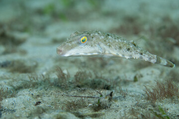 Bandtail puffer in sandy seafloor