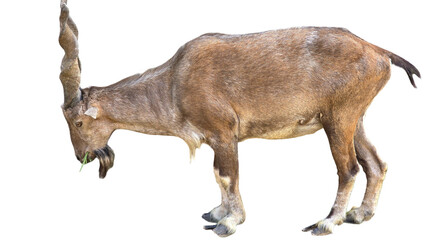 Markhor (Capra falconeri) Pakistan National Animal Isolated on a White Background with Copy Text...