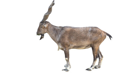 Markhor (Capra falconeri) Pakistan National Animal Isolated on a White Background with Copy Text...